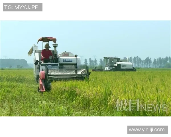 稻田中的姚明身高究竟有多高引发网友热议与讨论